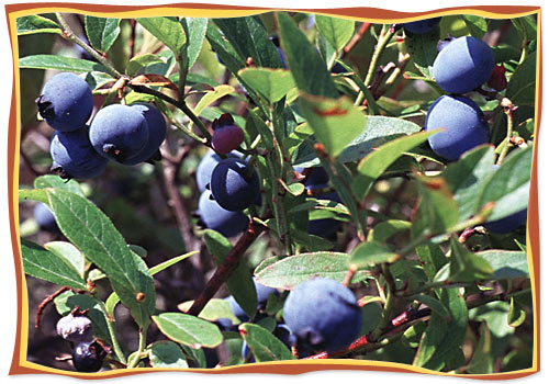 wild blueberries