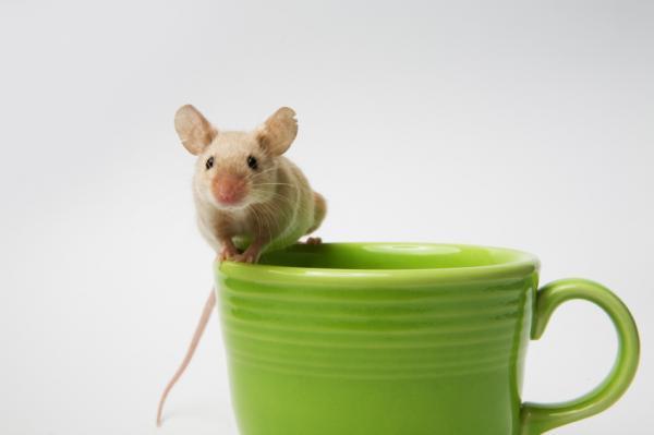 cognitively rejuvenated mouse?