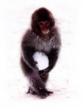 picture of Japanese macaque
