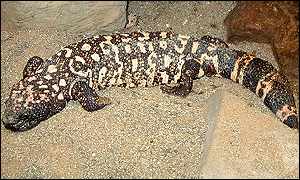 gila monster