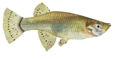 a numerate mosquitofish