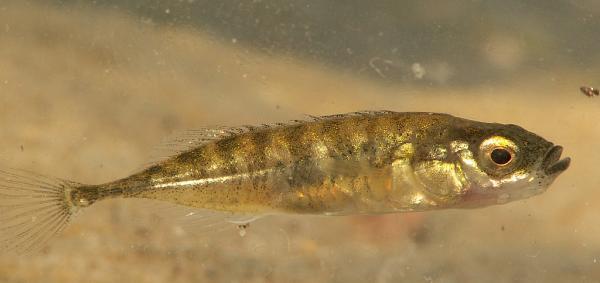 a smart stickleback