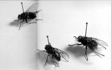 smart flies?